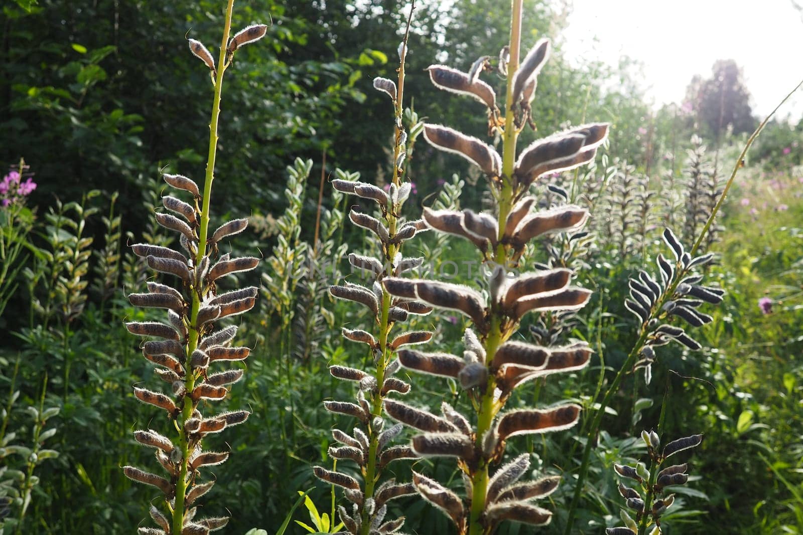 Lupine, wolf bean, Lupinus - a genus of plants from the legume family Fabaceae. Dry seeds in a bean. Reproduction by seeds. Lupins in the garden or meadow. Breeding and care of lupins. Bluebonnet