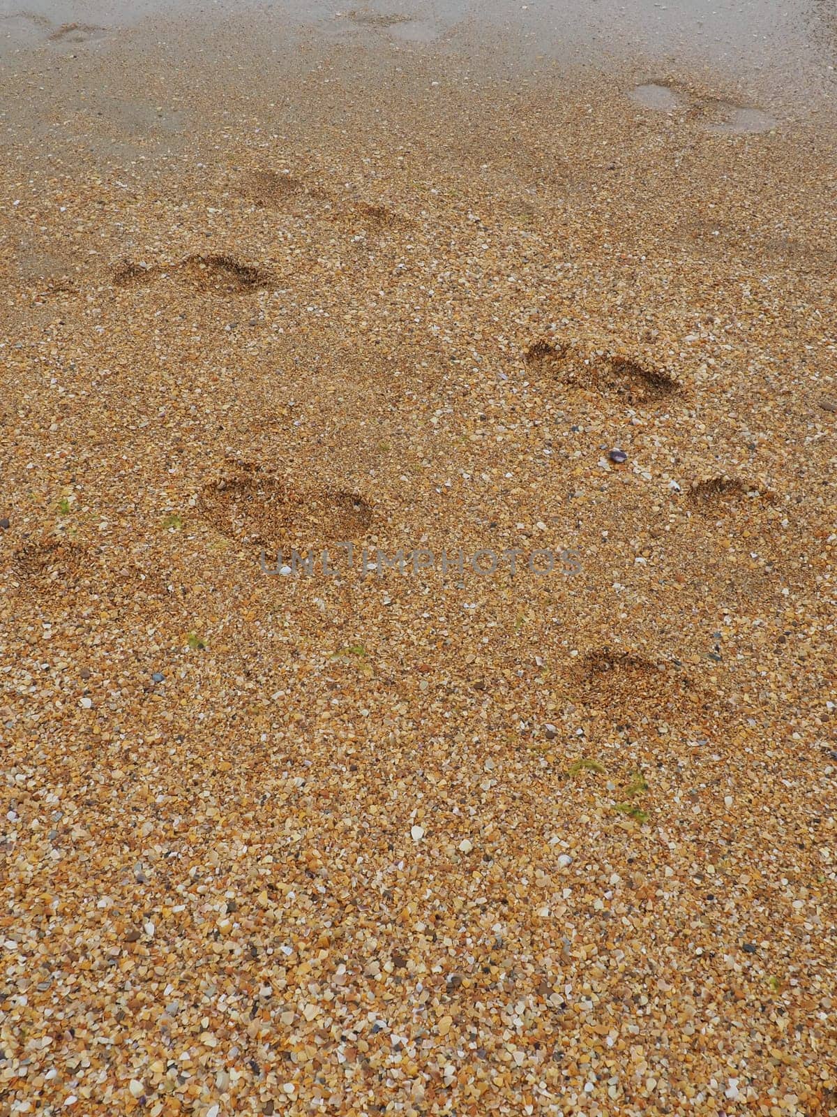 Footprints at sunset with golden sand. Sandy wet beach and footsteps. Healing coarse quartz sand with shells. Vityazevo, Anapa, Krasnodar Territory, Russia. Tourist footprints