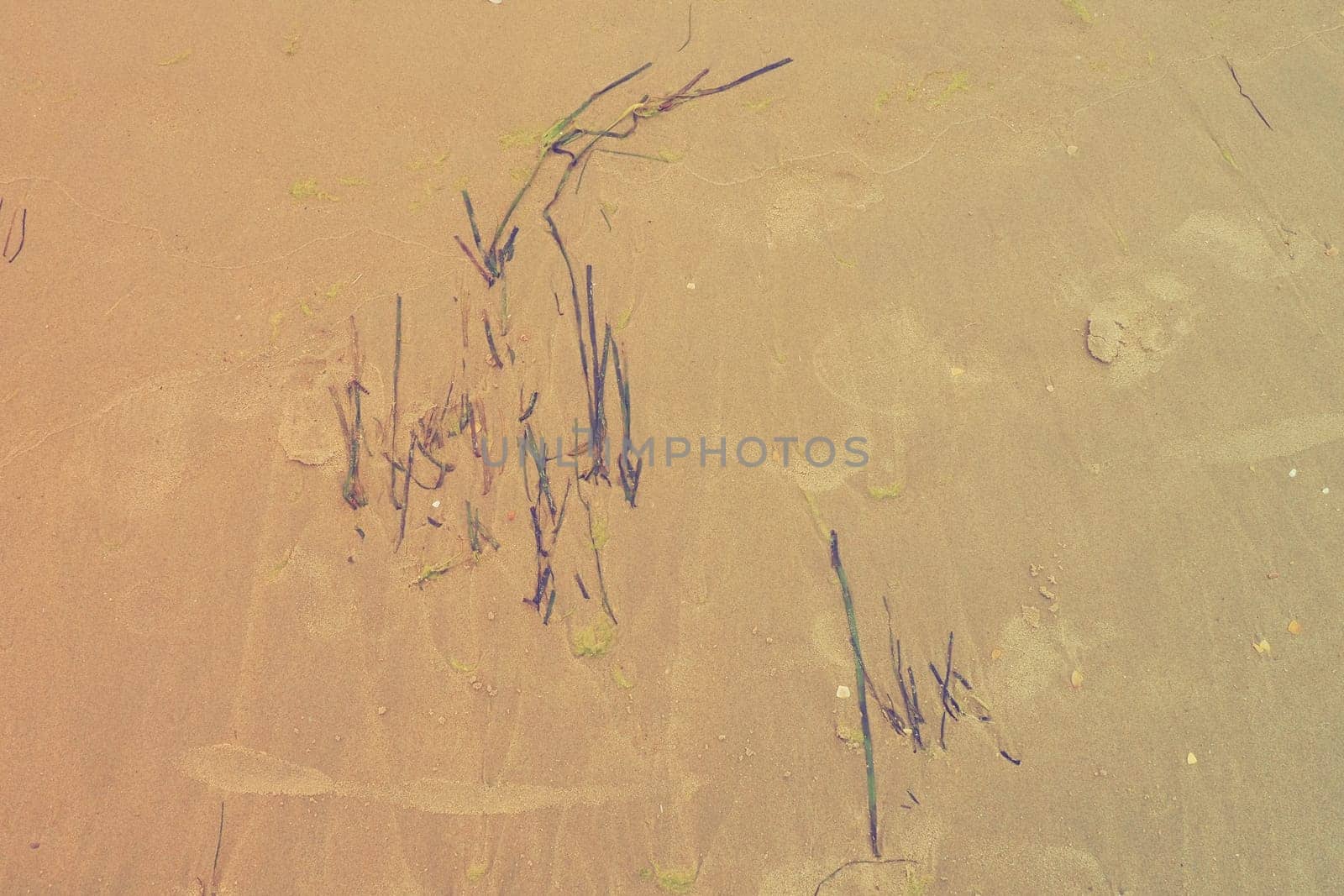 Sand, kelp and seashells background. Human footprints. Beach after heavy rain. Natural brown material after the storm. Long algae are thrown by water from the sea or ocean onto the shore. Laminaria.