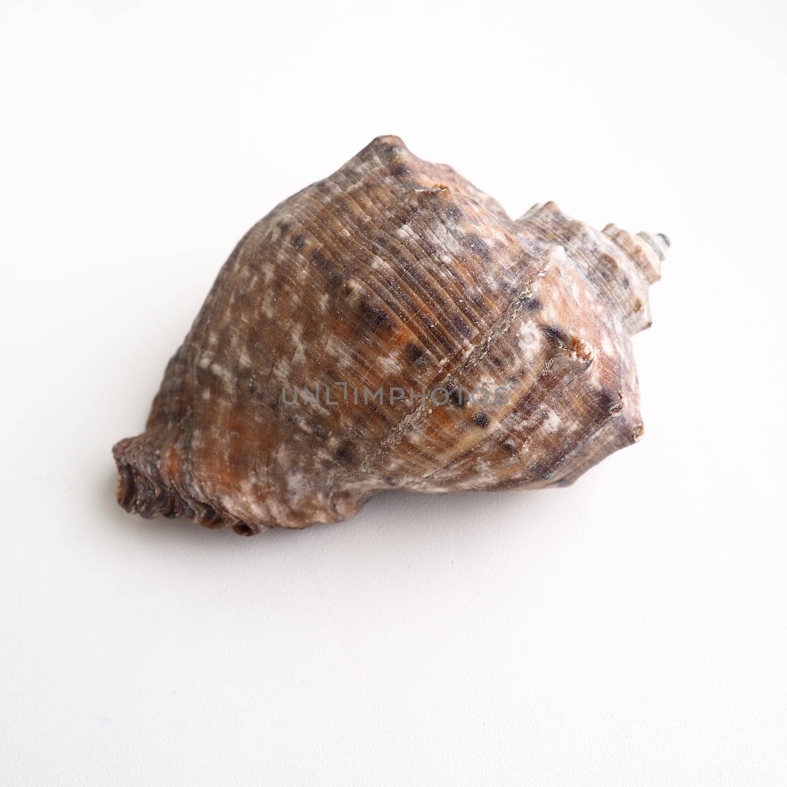 Rapana, genus of carnivorous marine prosobranch gastropods from the Muricidae. The shell is broadly oval, gray-brown color with spiral ribs and axial thickenings. Empty seashell on white background.
