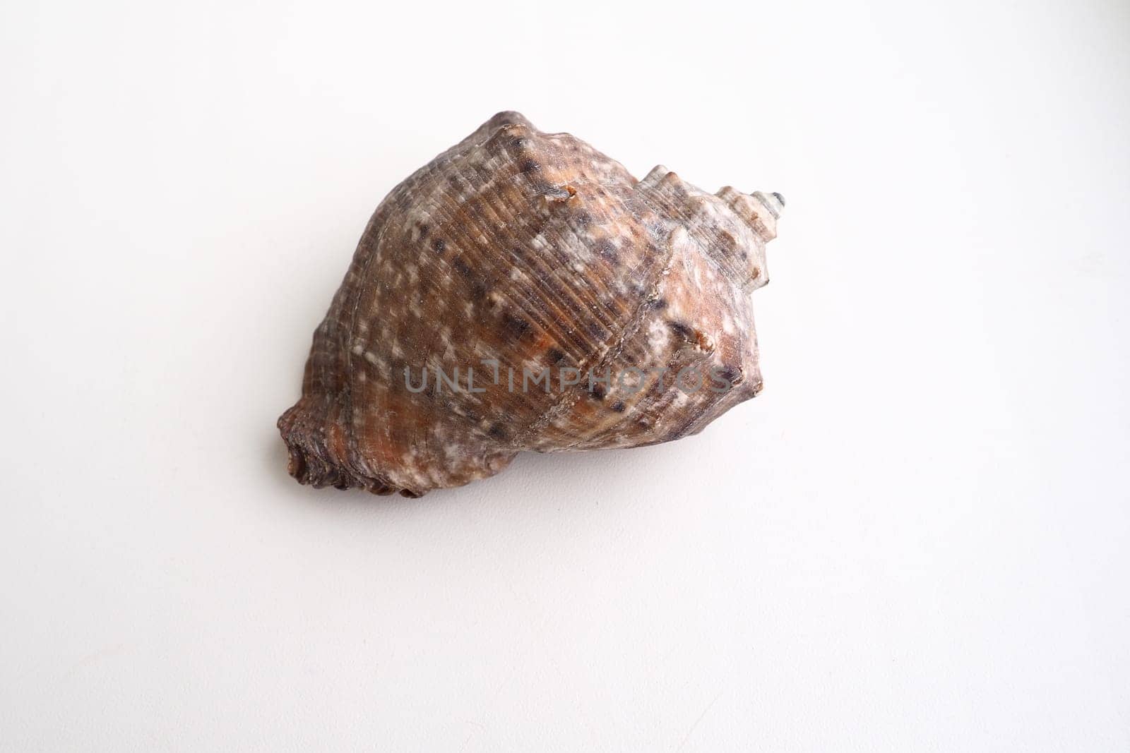 Rapana, genus of carnivorous marine prosobranch gastropods from the Muricidae. The shell is broadly oval, gray-brown color with spiral ribs and axial thickenings. Empty seashell on white background.