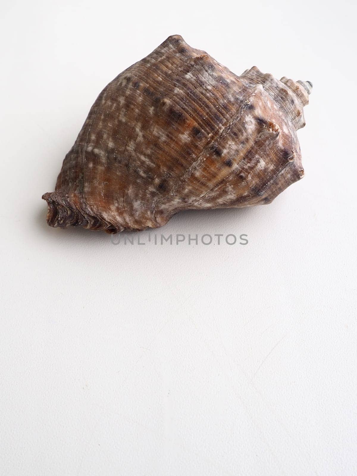 Rapana, genus of carnivorous marine prosobranch gastropods from the Muricidae. The shell is broadly oval, gray-brown color with spiral ribs and axial thickenings. Empty seashell on white background.