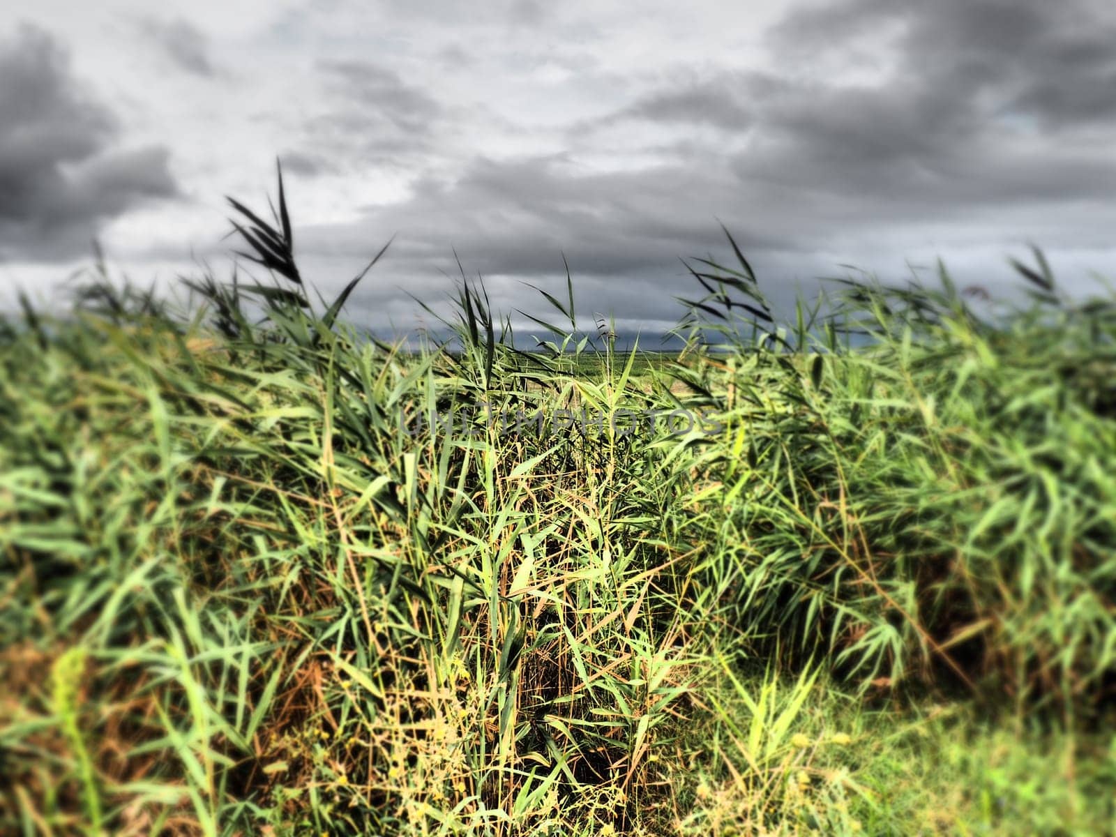 Common reed, or southern reed, Phragmites australis, a tall perennial grass of the genus Reed. Flora of the estuary. Moisture-loving plant. Blurred on the sides. Stormy weather