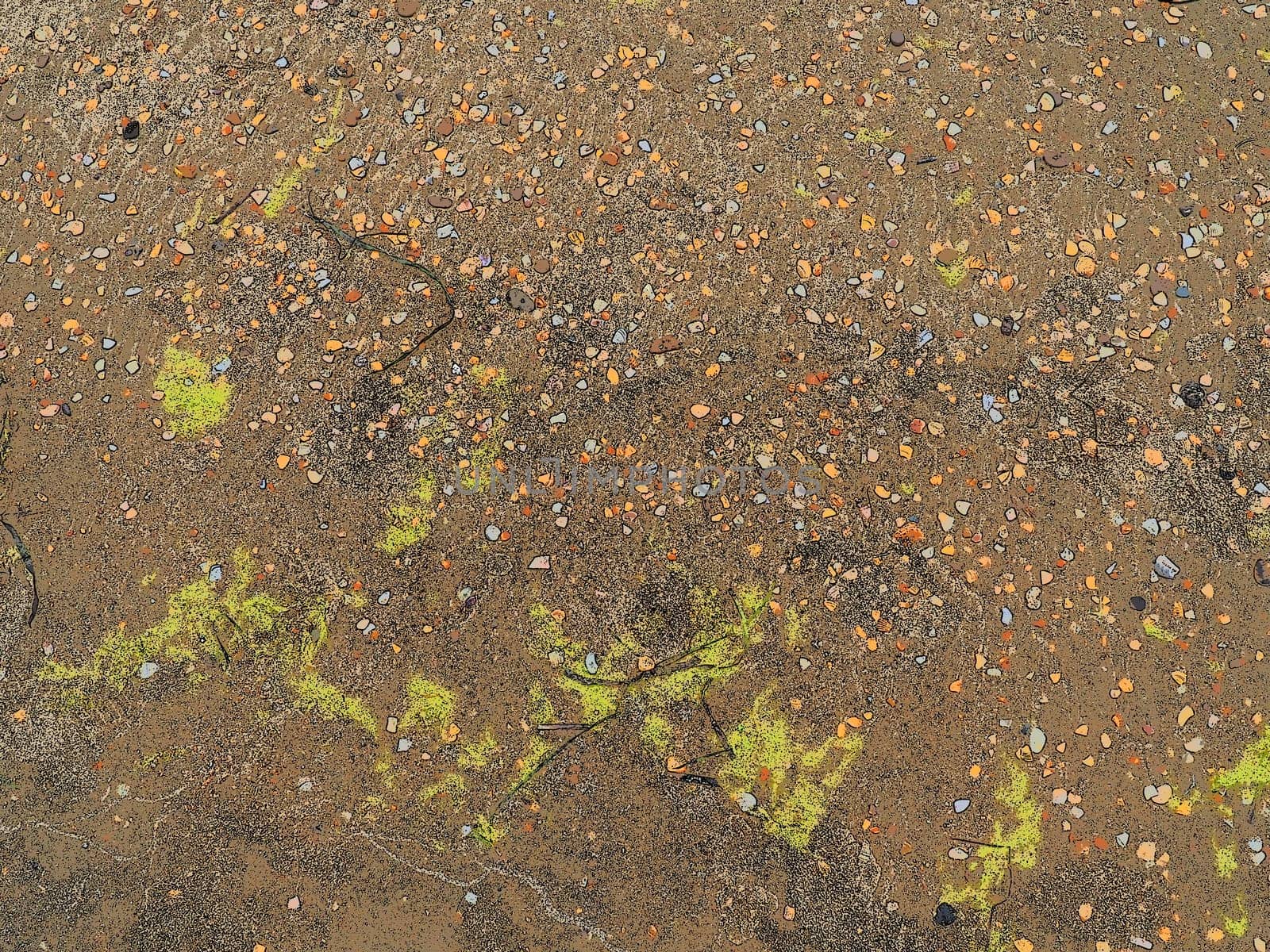 Sand, seaweed and seashells background. Wet coarse quartz sand. Beach after heavy rain. Natural brown material after a storm. Long green algae are thrown by water from the sea or ocean onto the shore