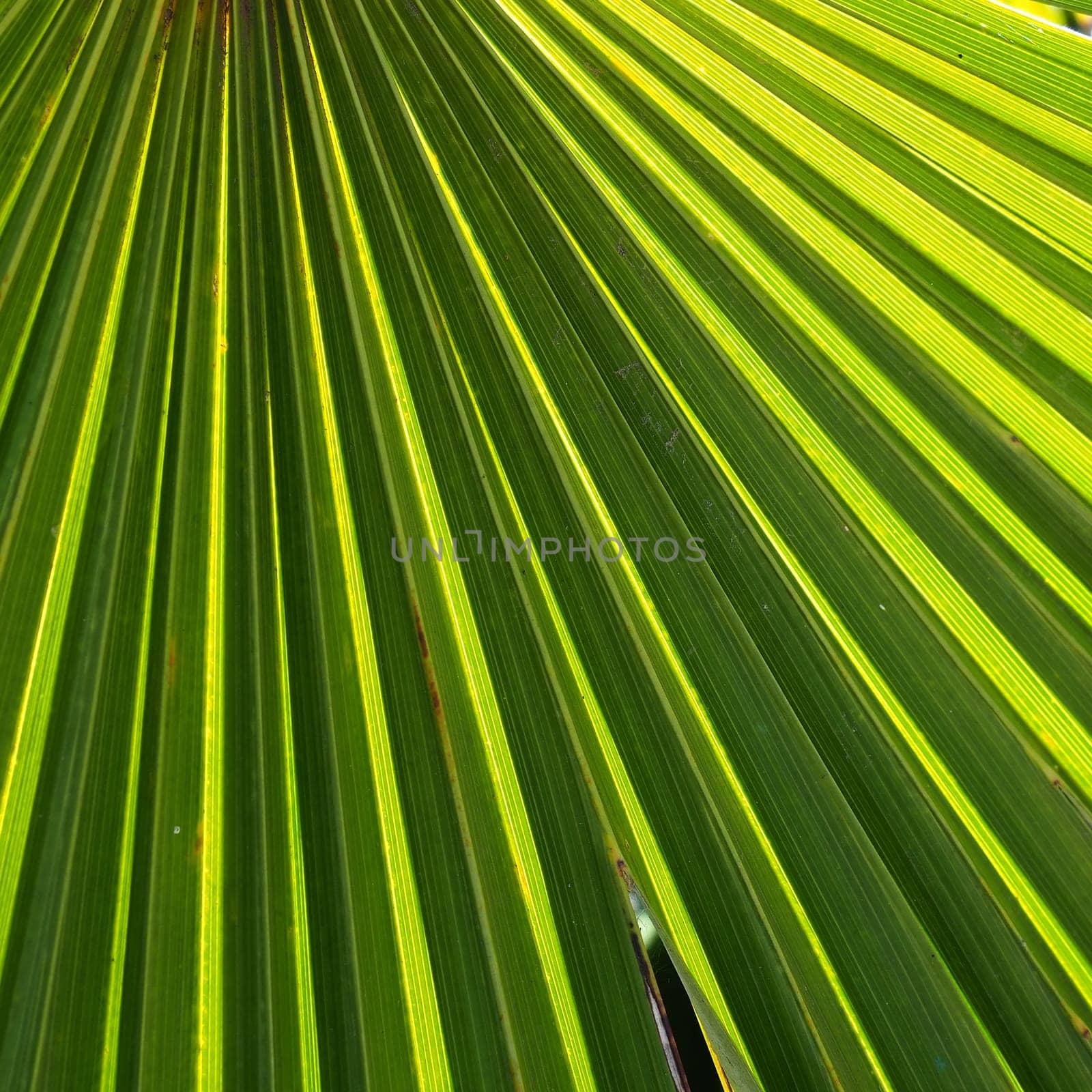 Palm leaves texture with shadow and light. Palm leaves of bright green and yellow colors. Tropical beautiful background. Summer beach tourism.