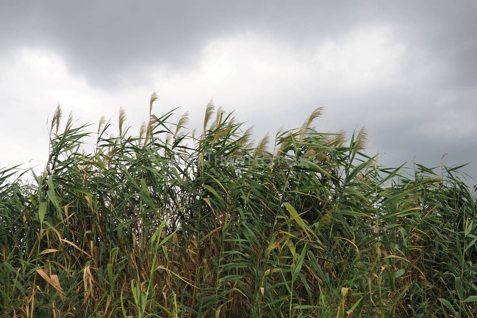 Common reed, or southern reed, Phragmites australis, a tall perennial grass of the genus Reed. Flora of the estuary. Moisture-loving plant. Soils with close standing groundwater. Stormy weather