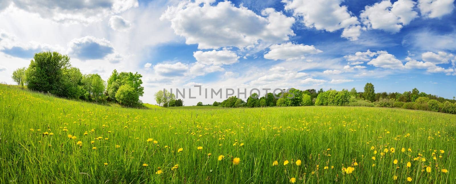 Sunny day on the field with blooming dandelions in natural park. Concept of the family vacation and weekend.