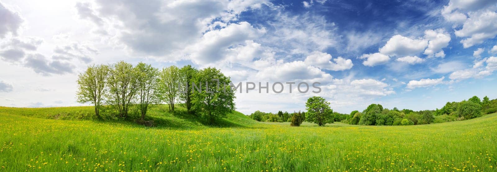 Sunny day on the field with blooming dandelions in natural park. Concept of the family vacation and weekend.