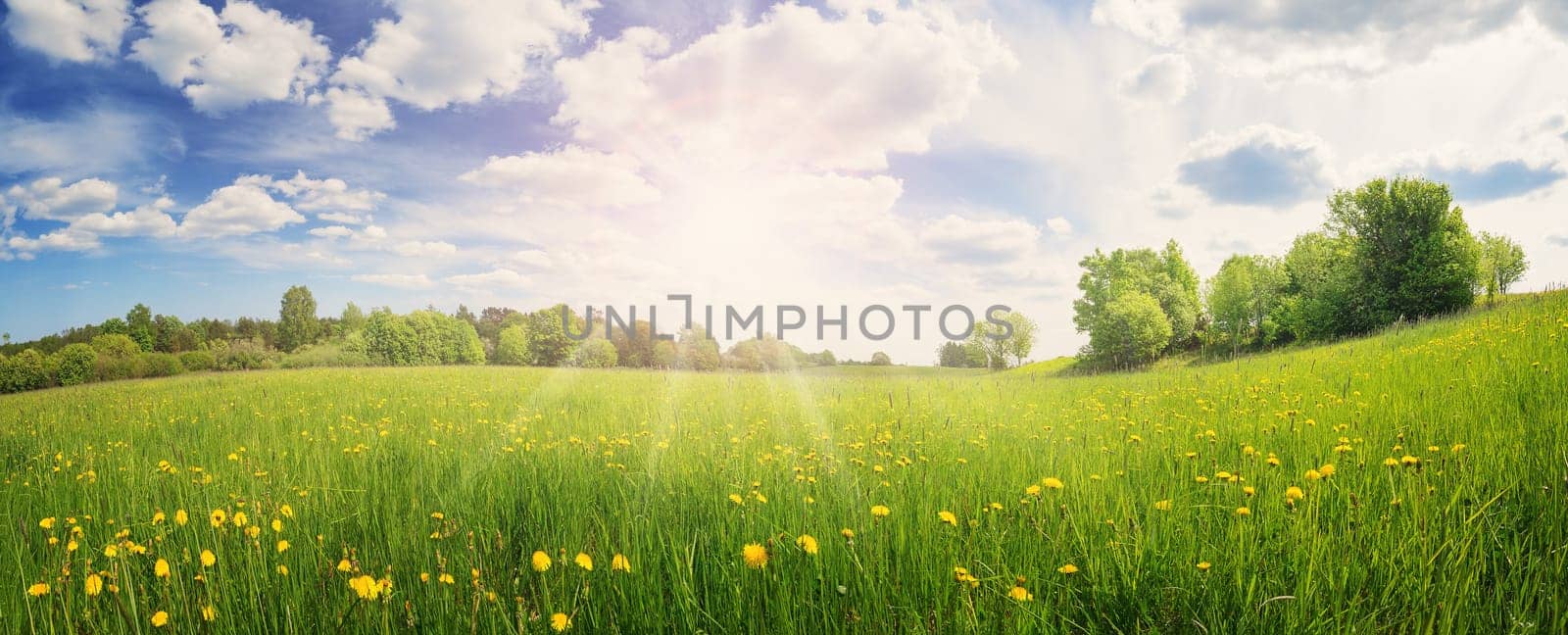Sunrise on the field with blooming dandelions in natural park. Concept of the family vacation and weekend.