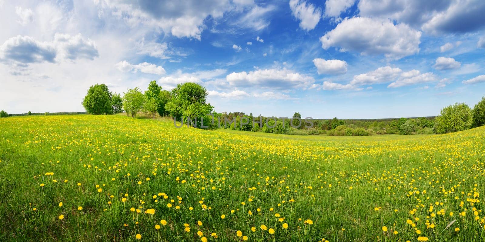 Sunny day on the field with blooming dandelions in natural park. Concept of the family vacation and weekend.