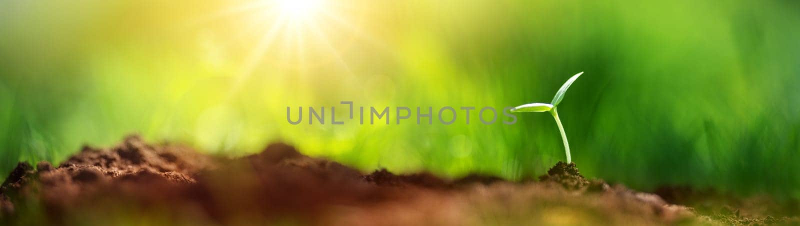 Panoramic view of the young sprout in black soil in nature. Concept of new life, gardening and farming.
