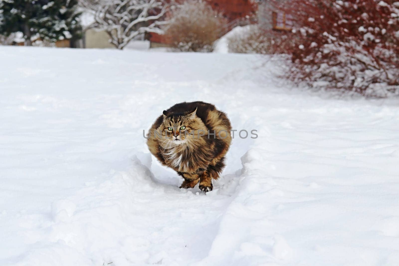 A thick fluffy Norwegian Forest Cat runs fast through the snow