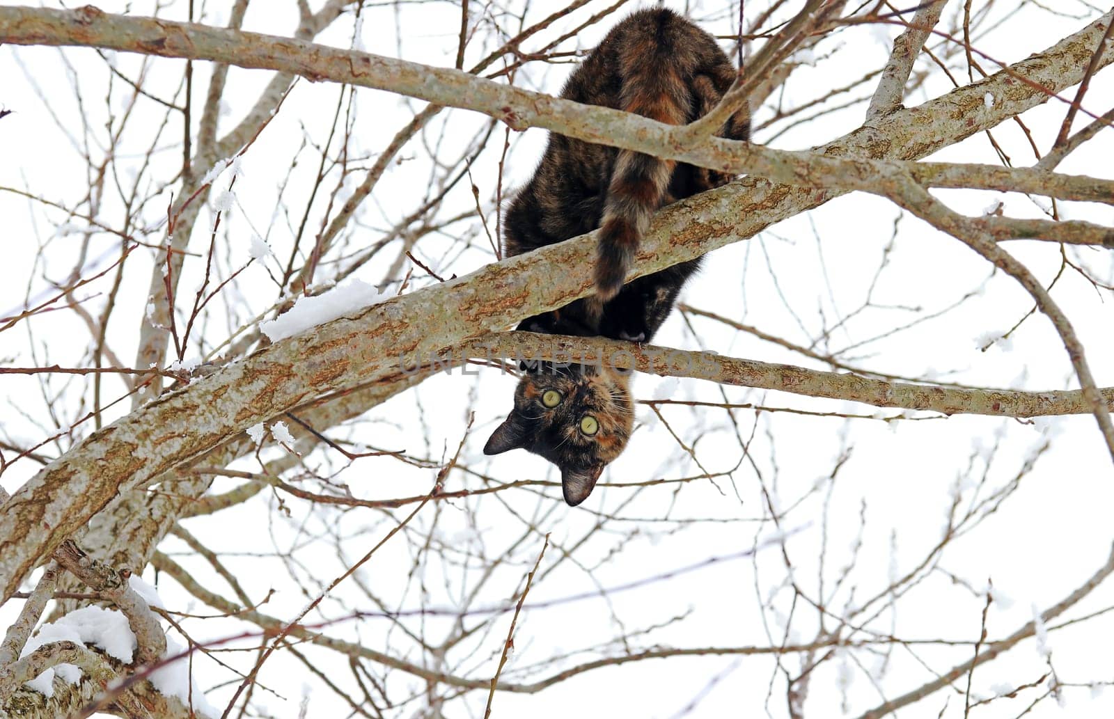 A young tortoiseshell cat in winter on a tree