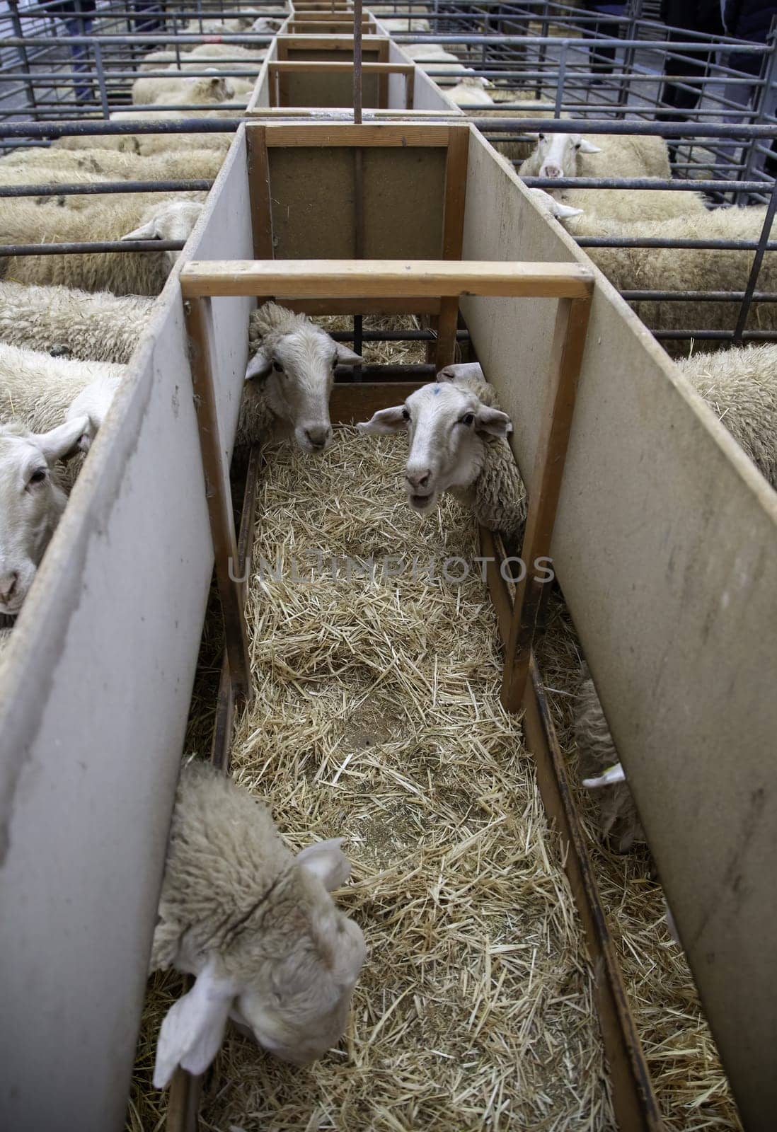 Detail of mammals in a farm, meat industry
