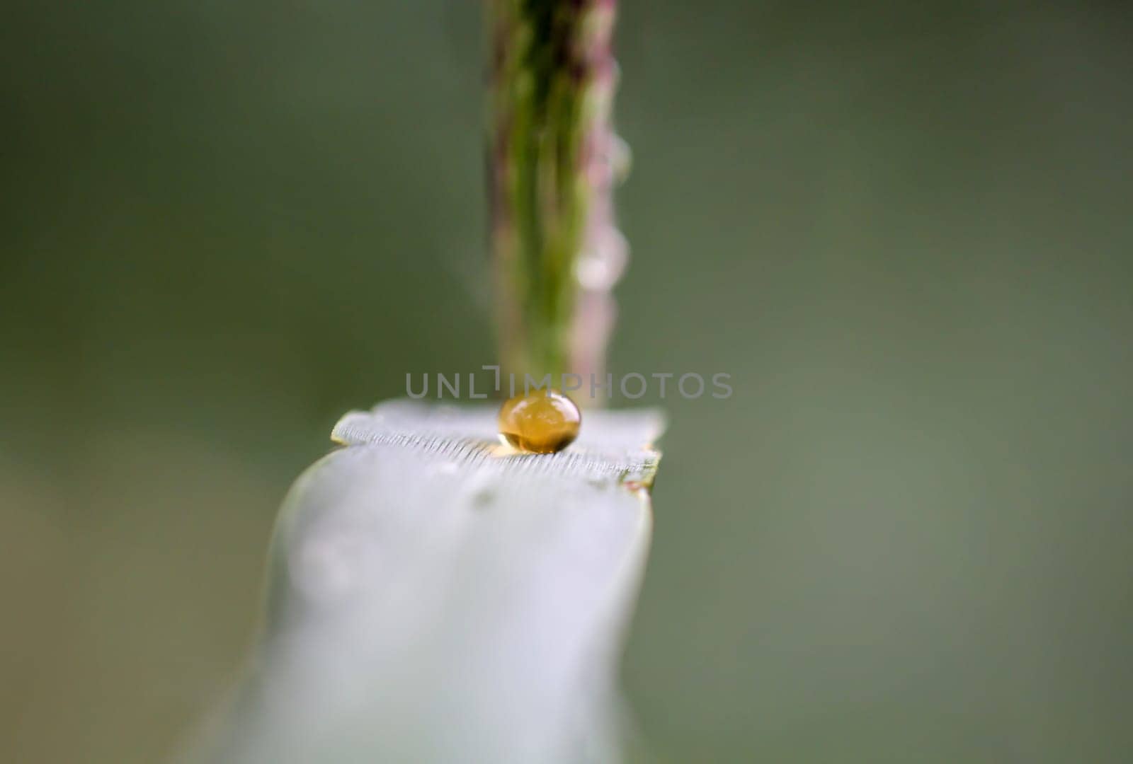 A single drop of water lies on the leaf of a plant.