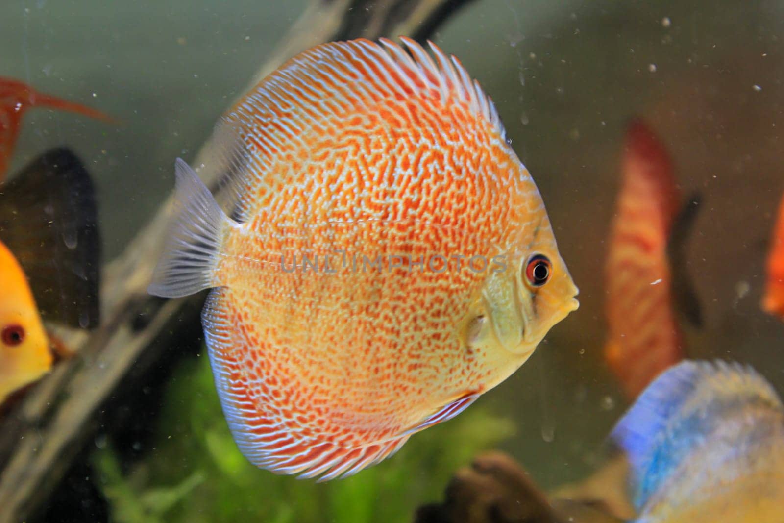 Portrait, close up of discus fish. Discus in aquarium. Amazon tank.