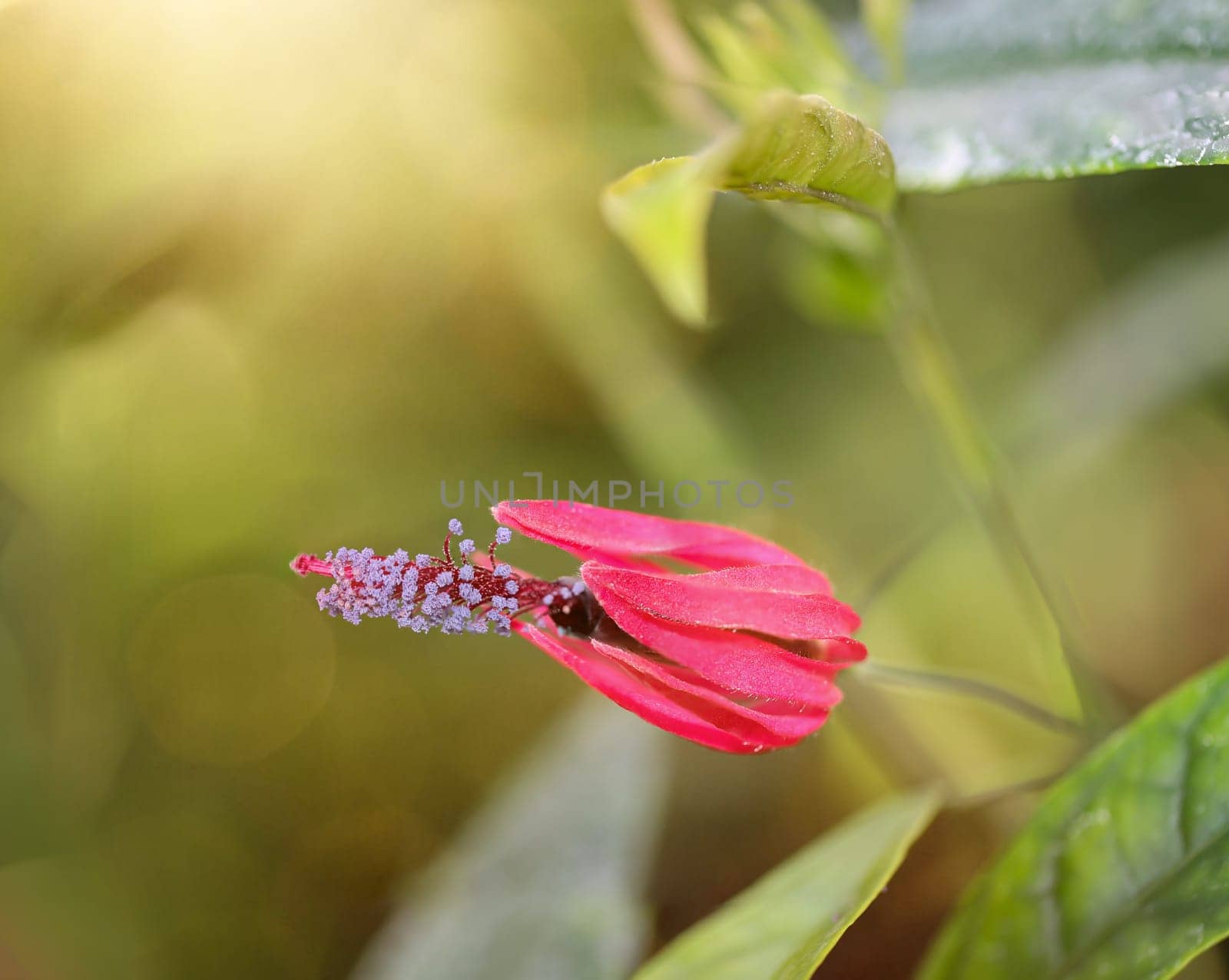 Close up of a red hibiscus flower in the garden. A pavonia multiflora.