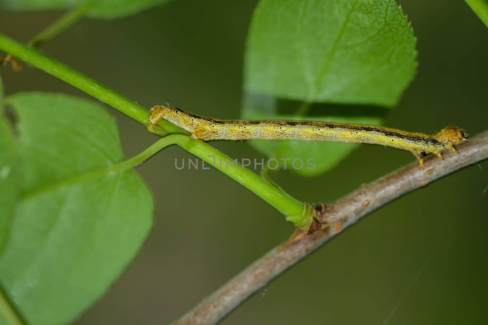 A caterpillar of a frost moth well camouflaged among the leaves of a shrub.