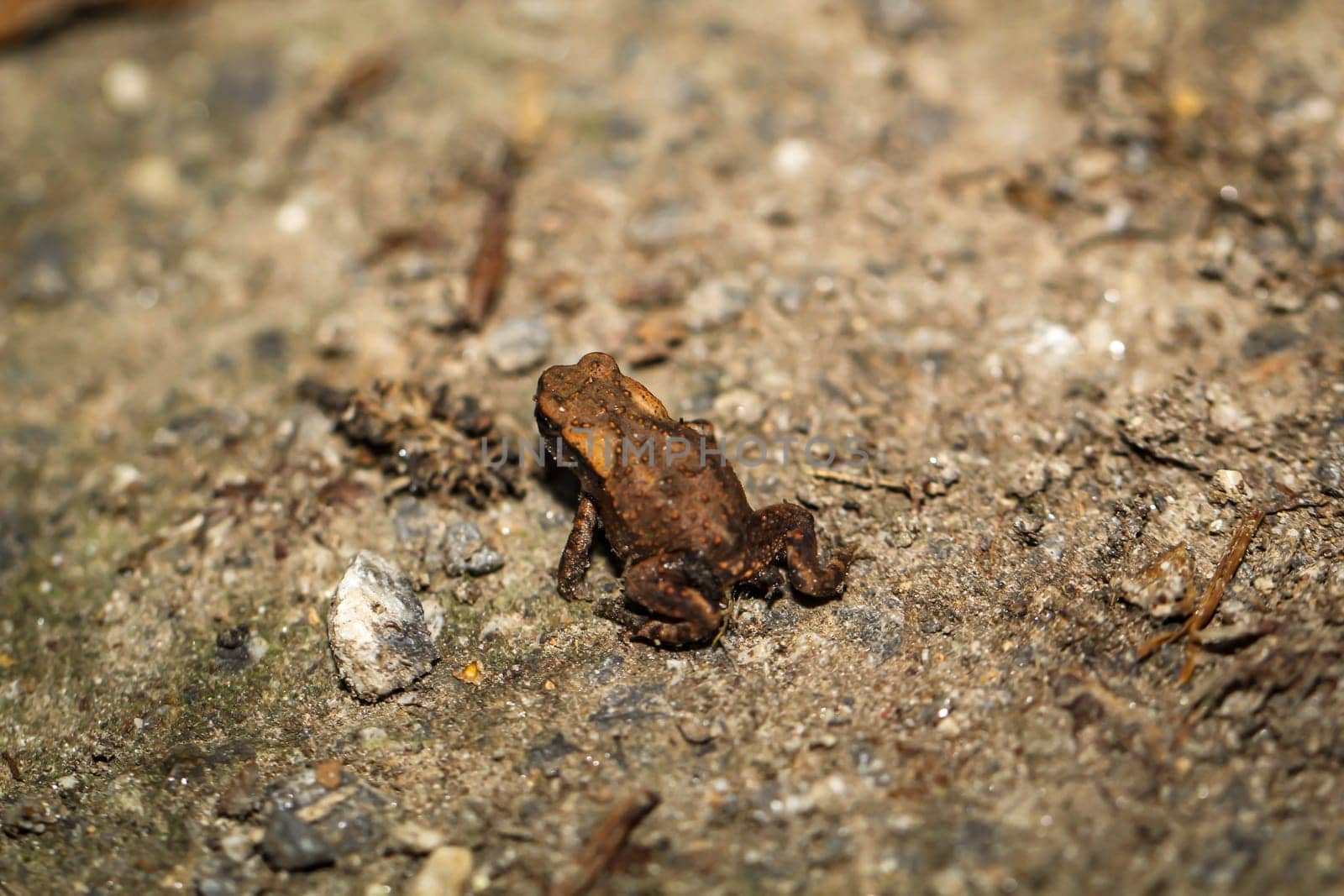 A still very young common toad, a Bufo bufo in a wet ditch.