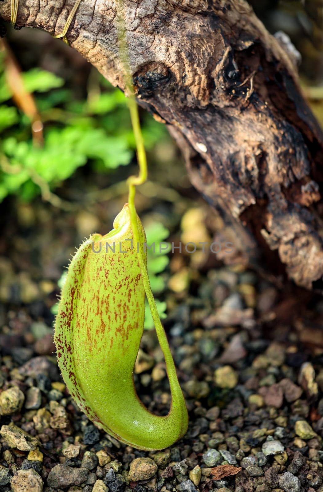 The flower of a roller leaf - Papilionanthe orchid in a greenhouse.