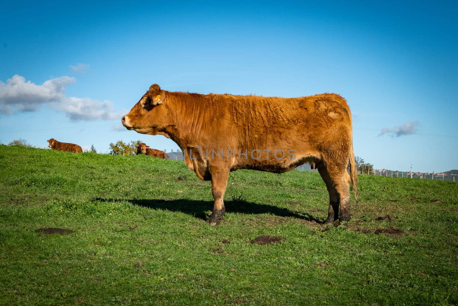 Agriculture situation with a beautiful female cow in the countryside