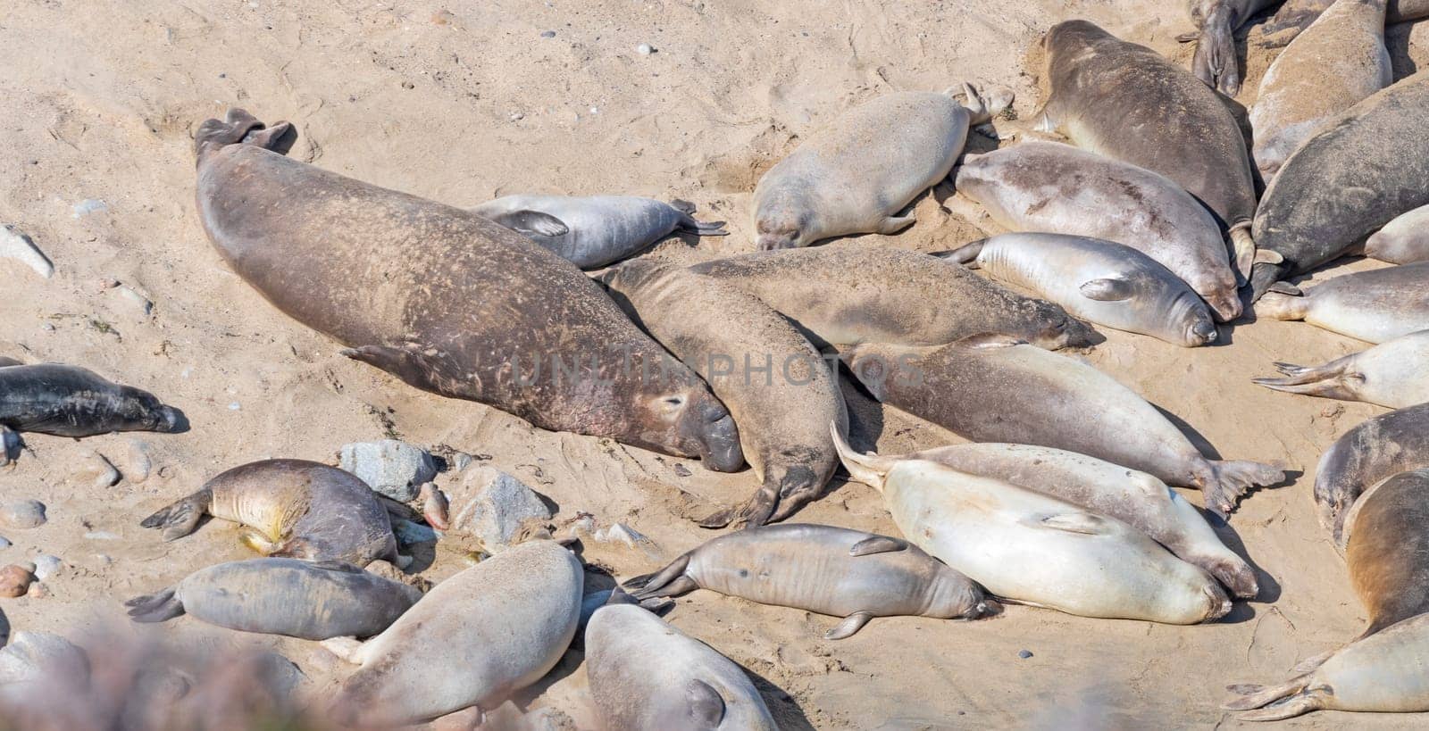 Elephant Seals Resting on a Remote Beach in Point Reyes National Seshore in California