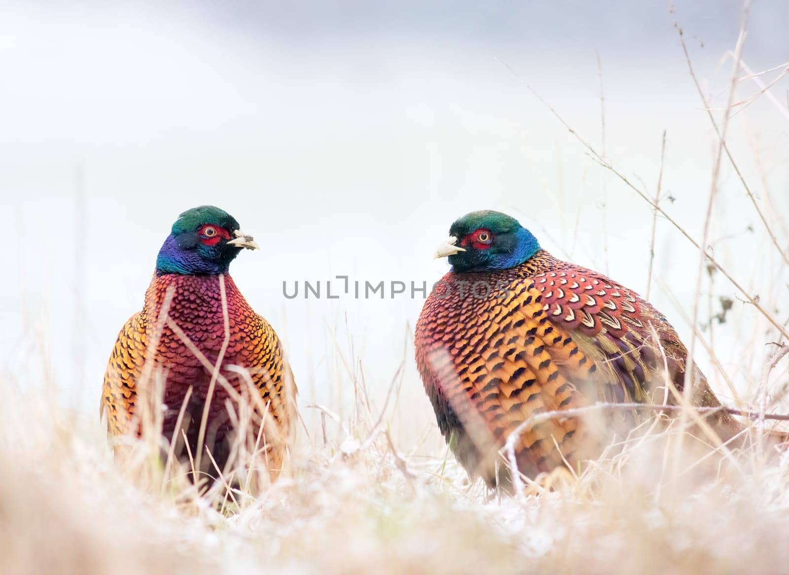 Pheasant, Phasianus. Two wild male bird stands on the snow