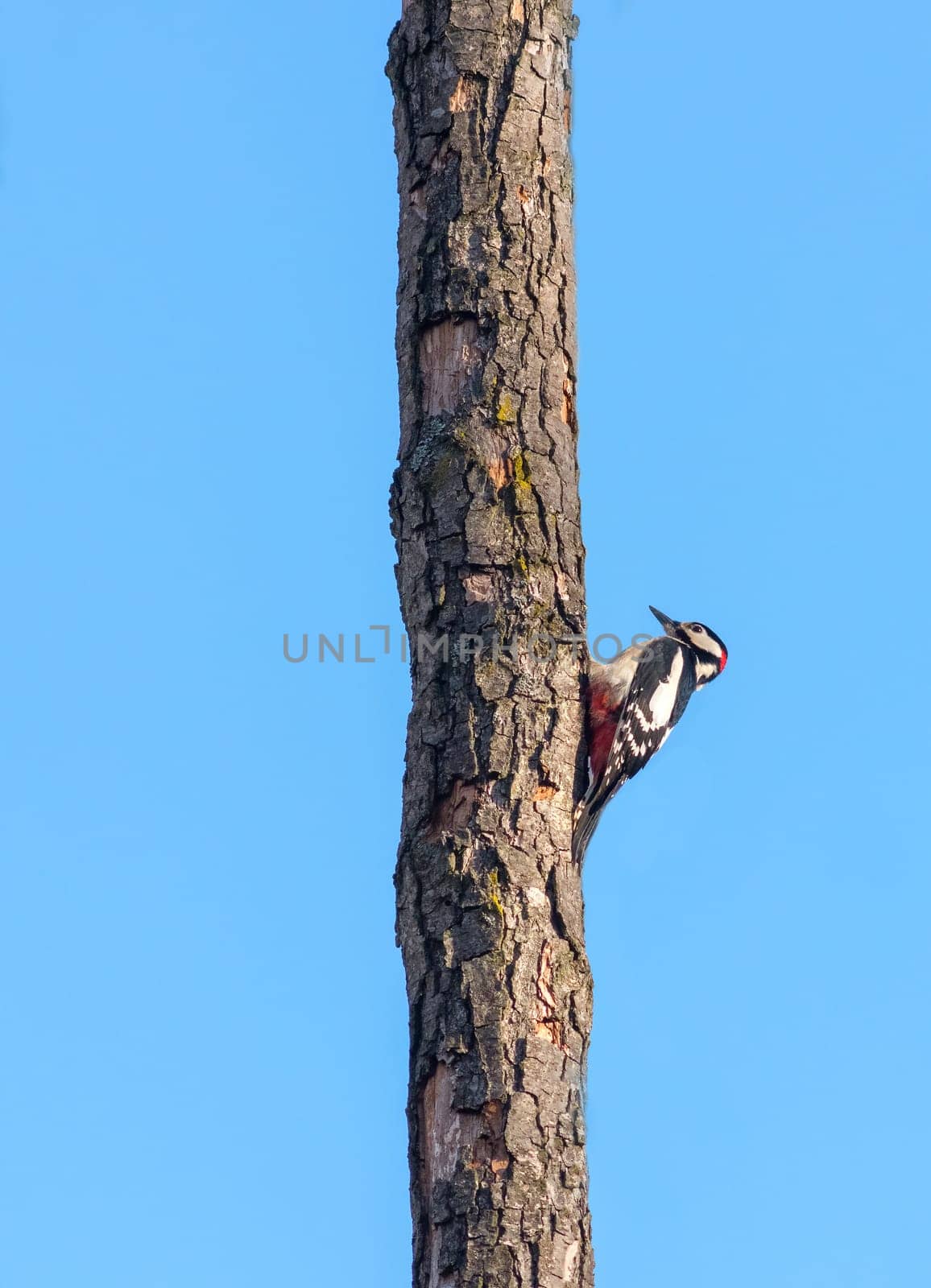 Red Woodpecker on a bare tree trunk