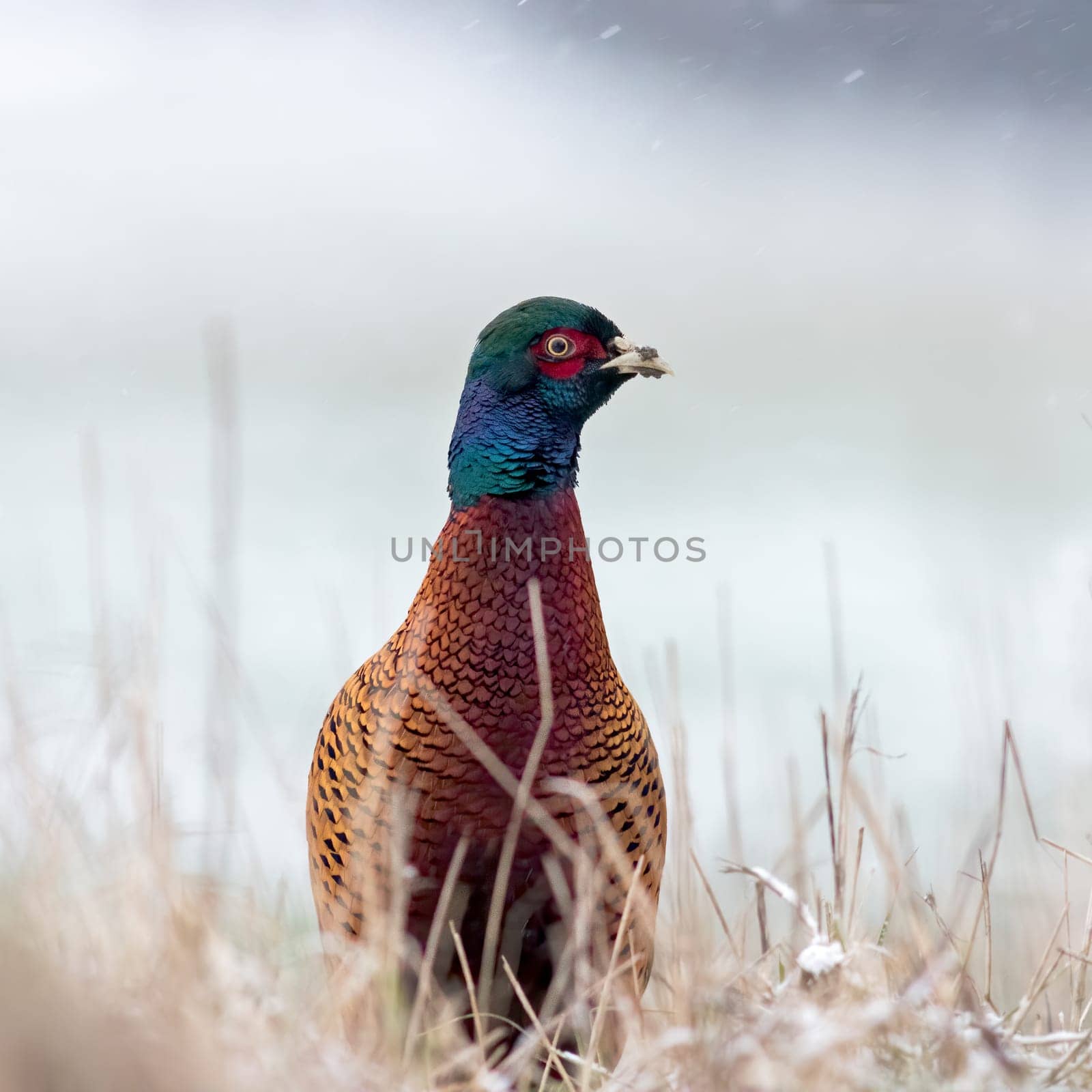 Close up photo of Common Pheasant, Phasianus colchicus on snow in sunny winter day.