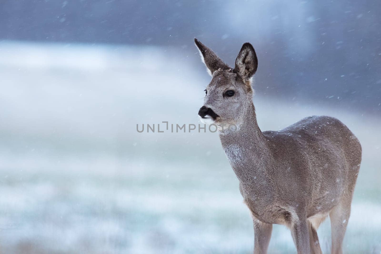 Roe deer in snow on a meadow