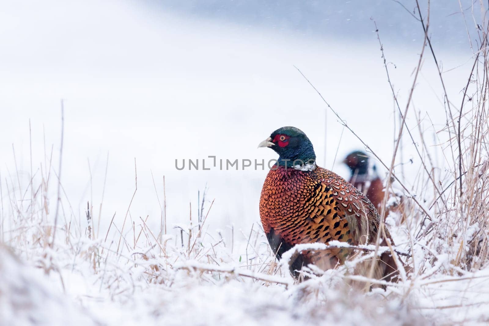 Common pheasant Phasianus colchicus in the wild. Pheasant is looking for food on the snow-covered ground in the winter in the forest.