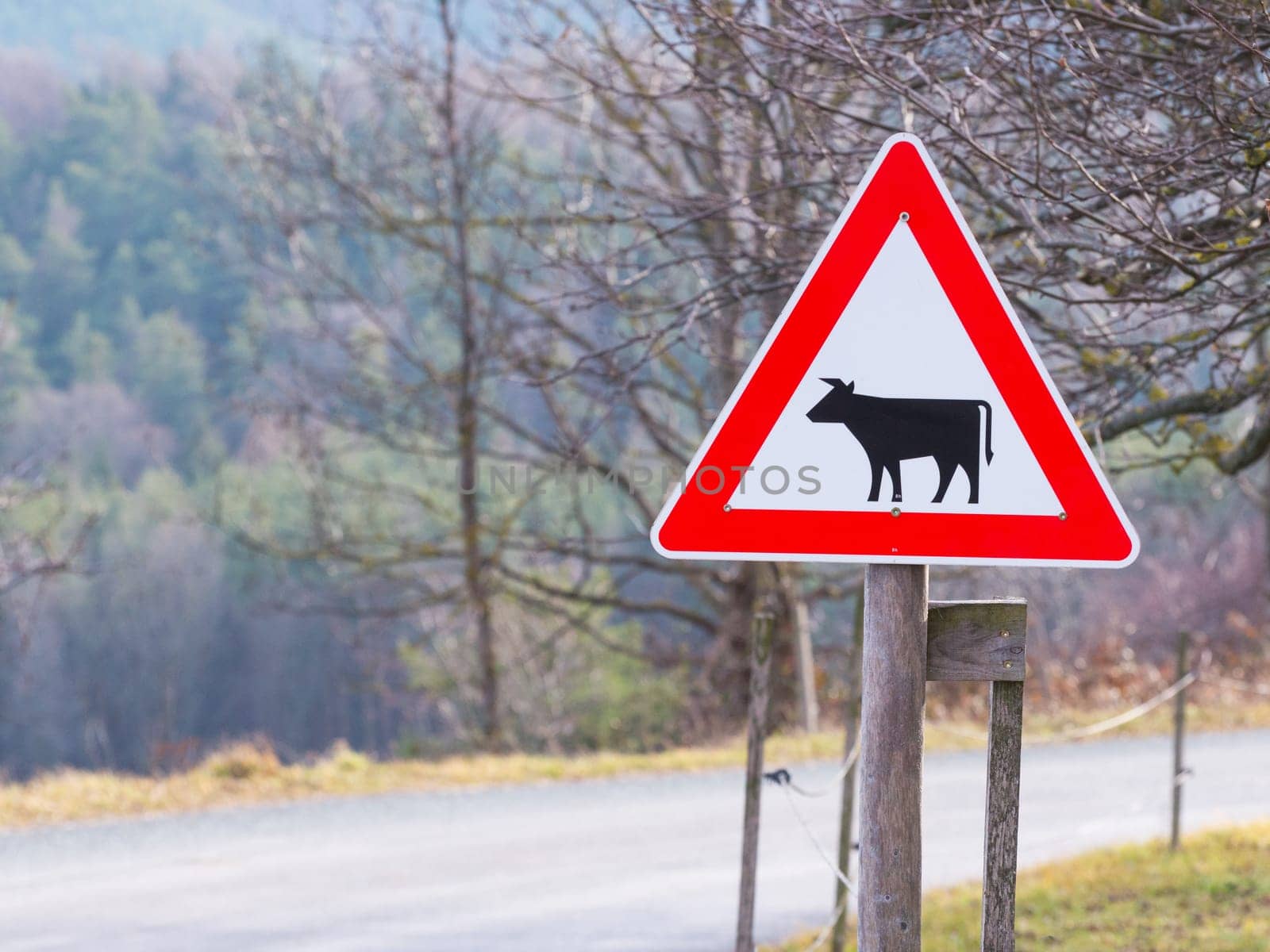 Cattle crossing warning road sign. Vector illustration of cow caution traffic sign. Farm hazzard attention red triangle mark.