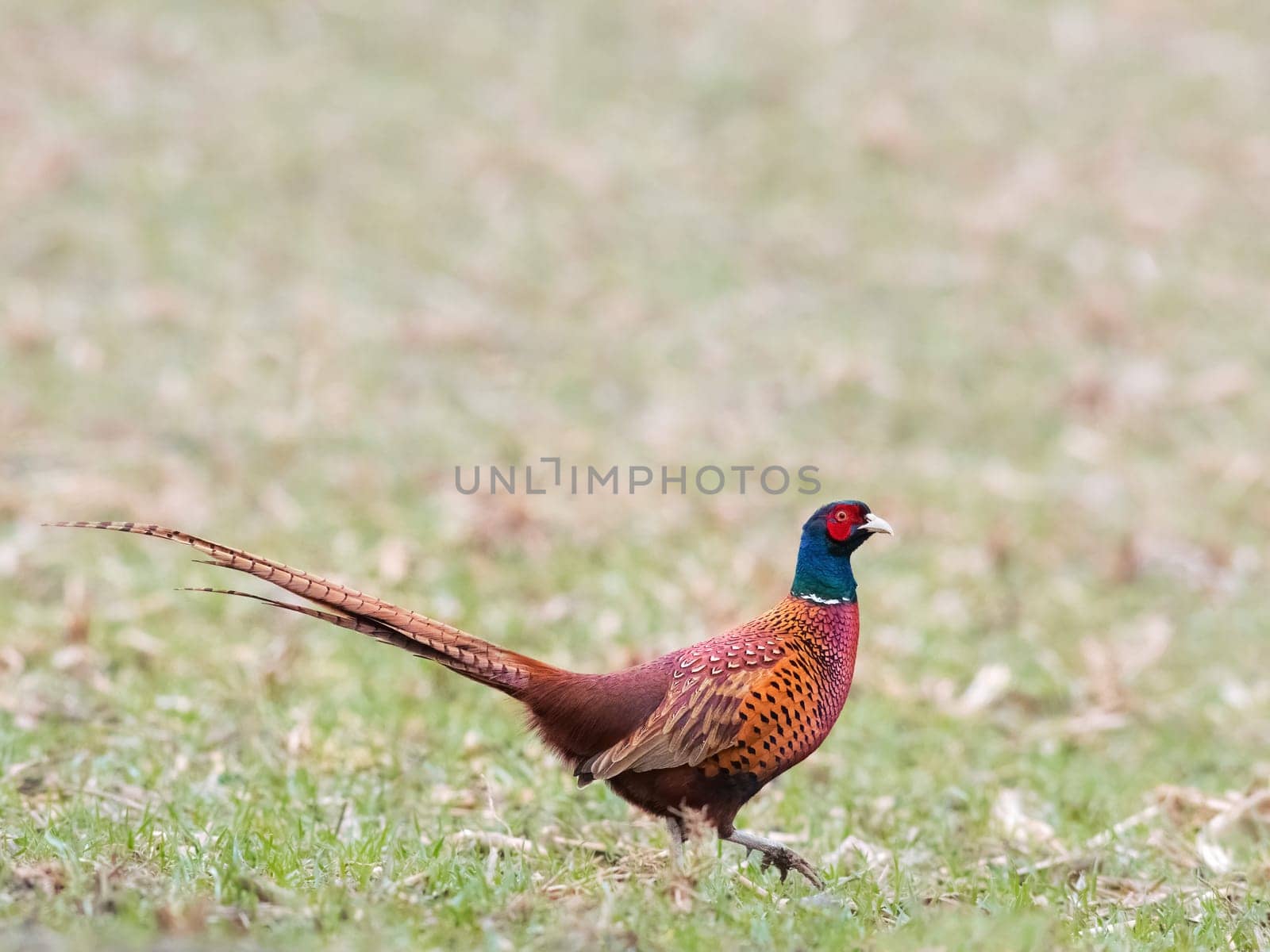 Close up view of Ringneck Pheasant on meadow