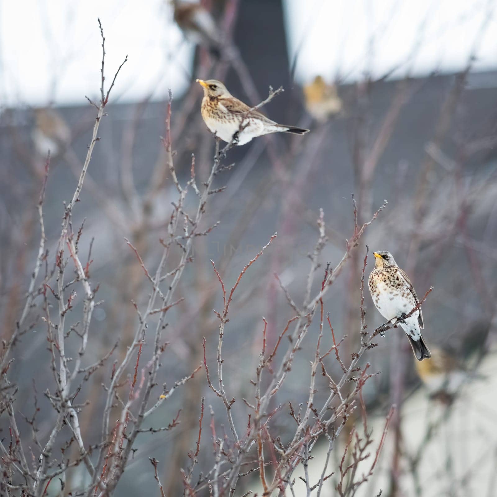 Winter colorful bird in apple tree. The mistle thrush (Turdus viscivorus) is a bird common to much of Europe.