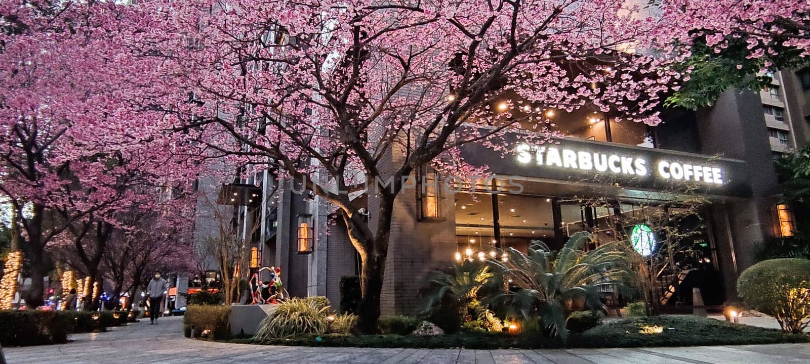 linkou, Taiwan - Feb 1, 2023 : Starbucks in linko, New Taipei City, Taiwan during springtime with full bloom sakura tree.