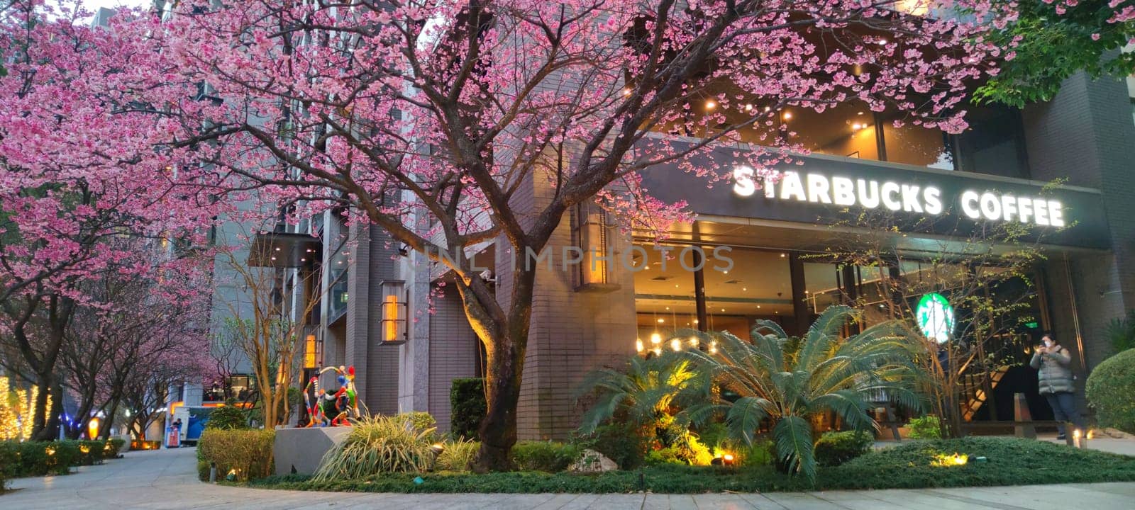 linkou, Taiwan - Feb 1, 2023 : Starbucks in linko, New Taipei City, Taiwan during springtime with full bloom sakura tree.