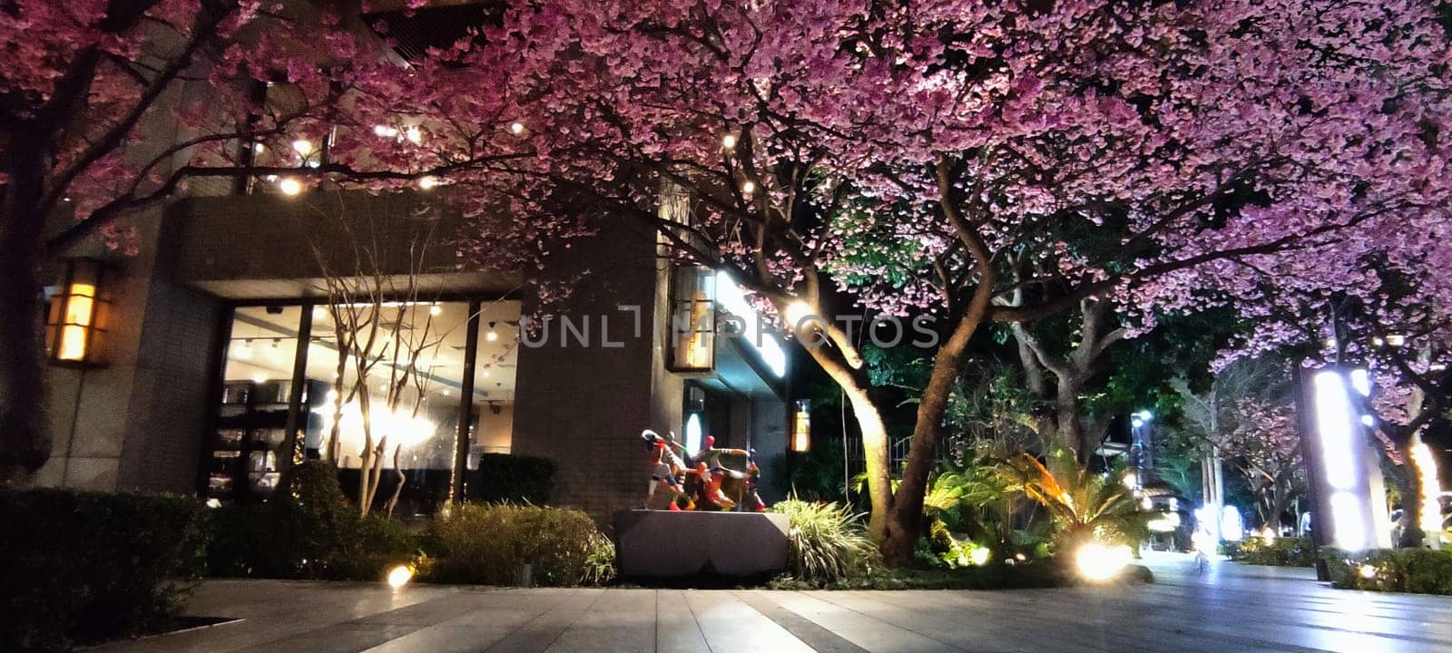 linkou, Taiwan - Feb 1, 2023 : Starbucks in linko, New Taipei City, Taiwan during springtime with full bloom sakura tree.