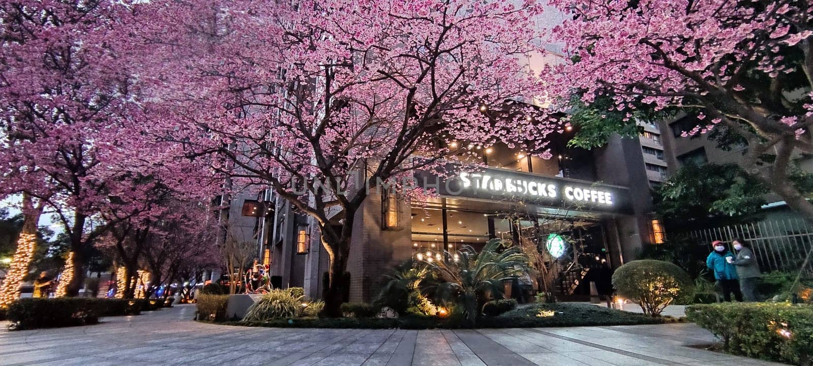 linkou, Taiwan - Feb 1, 2023 : Starbucks in linko, New Taipei City, Taiwan during springtime with full bloom sakura tree.