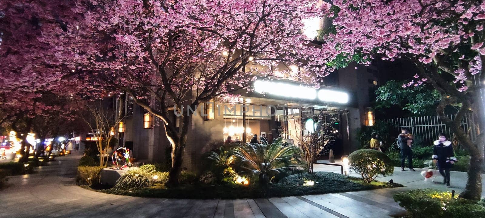 linkou, Taiwan - Feb 1, 2023 : Starbucks in linko, New Taipei City, Taiwan during springtime with full bloom sakura tree.
