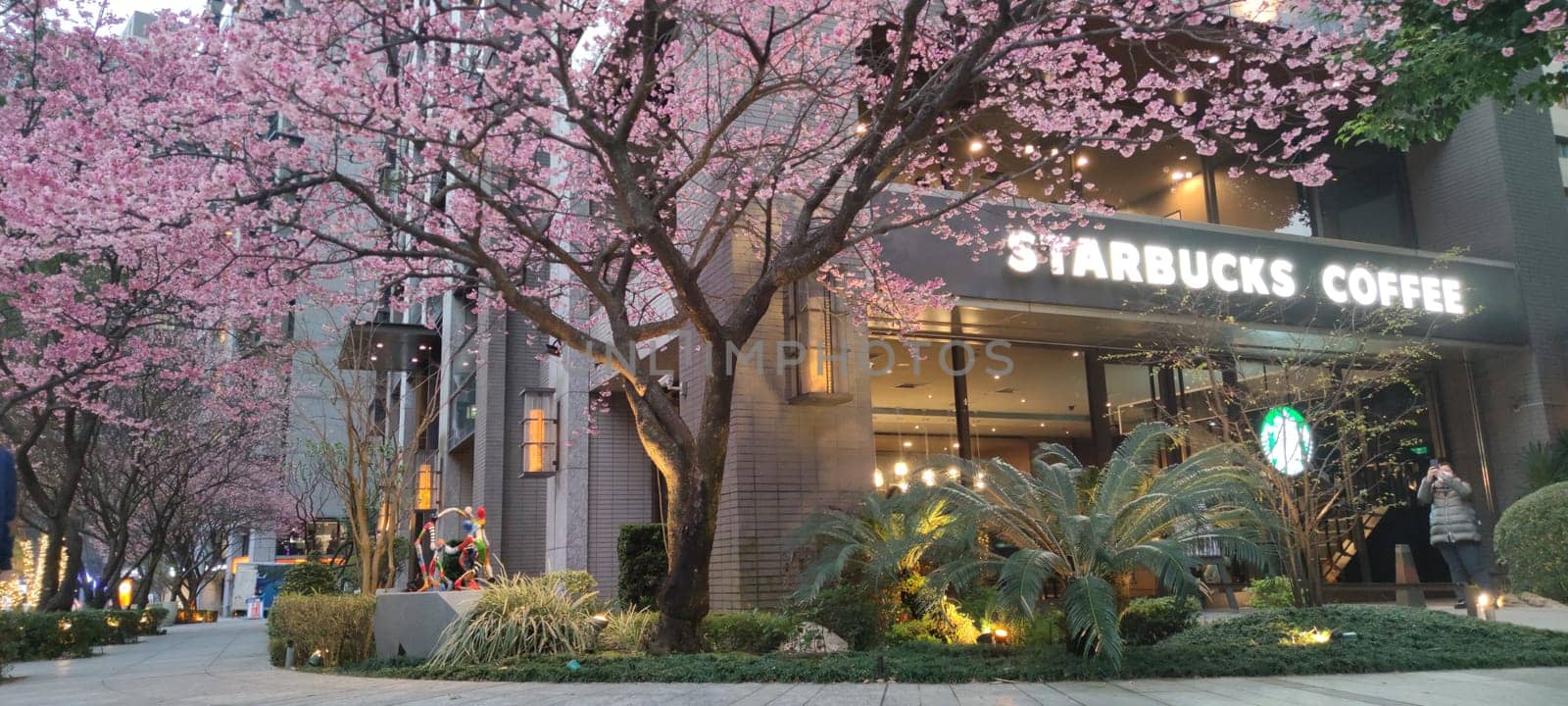 linkou, Taiwan - Feb 1, 2023 : Starbucks in linko, New Taipei City, Taiwan during springtime with full bloom sakura tree.
