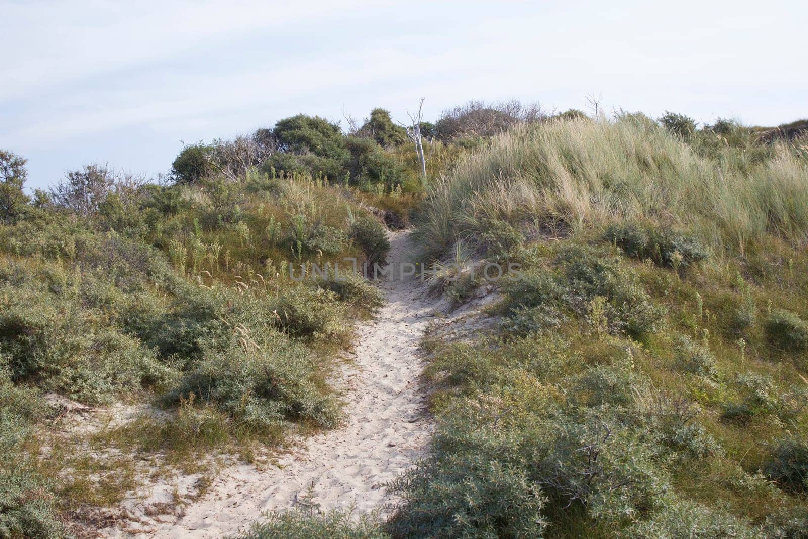 the dunes landscape in Haamstede, Zeeland in the Netherlands