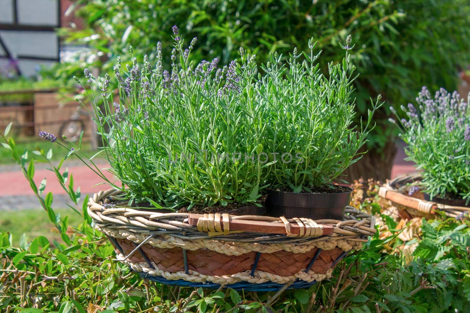 lavender flowers in the basket - close up