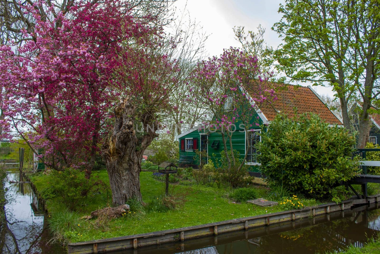 Traditional Houses in the Historic Village of Zaanse Schans on the Zaan River in the Netherlands