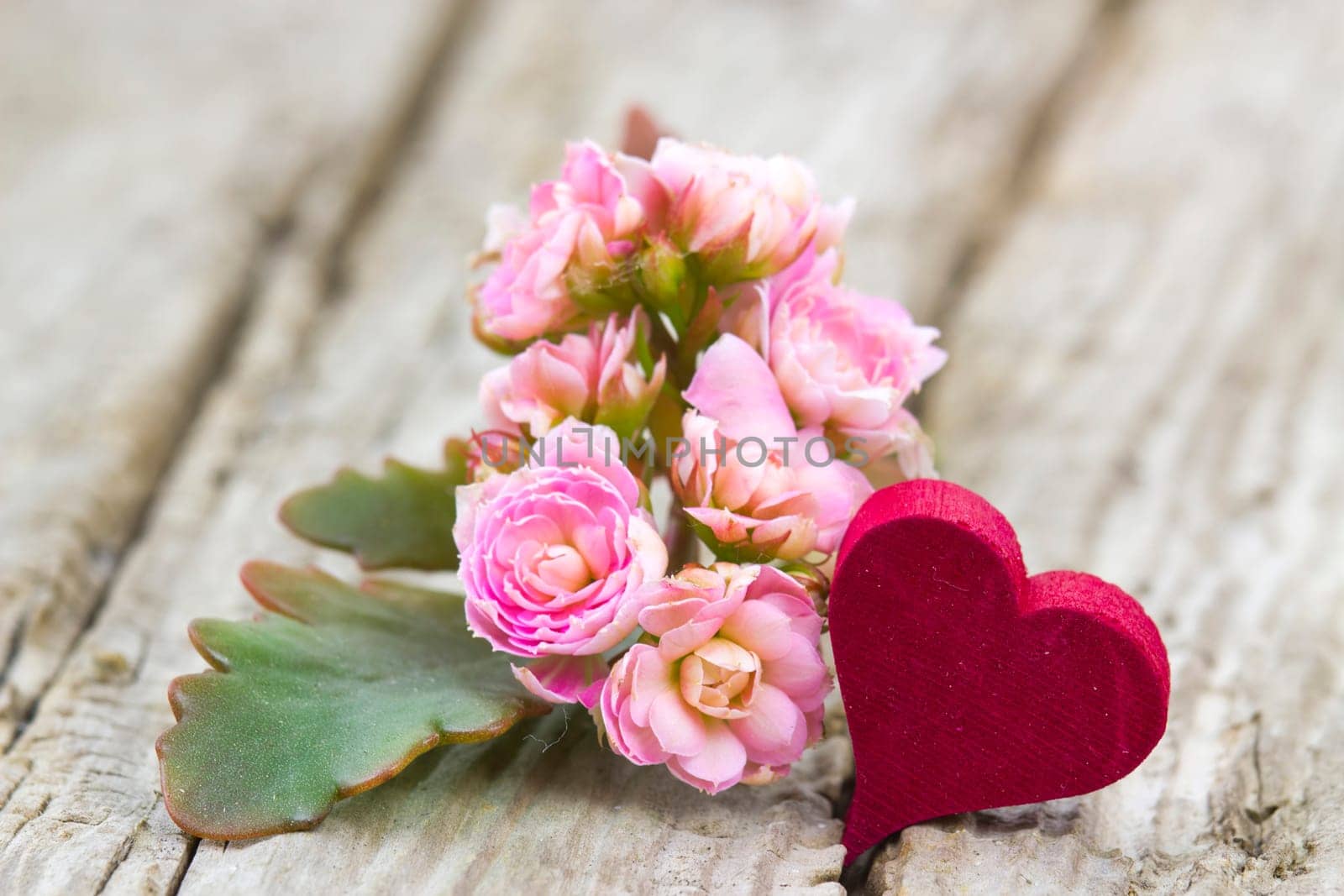 kalanchoe flower and heart on wooden background
