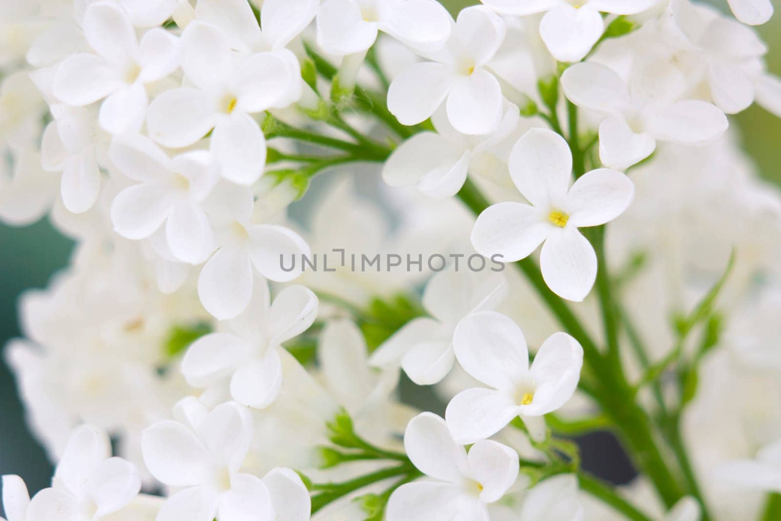 Blooming lilac flowers. Abstract background. Macro photo.