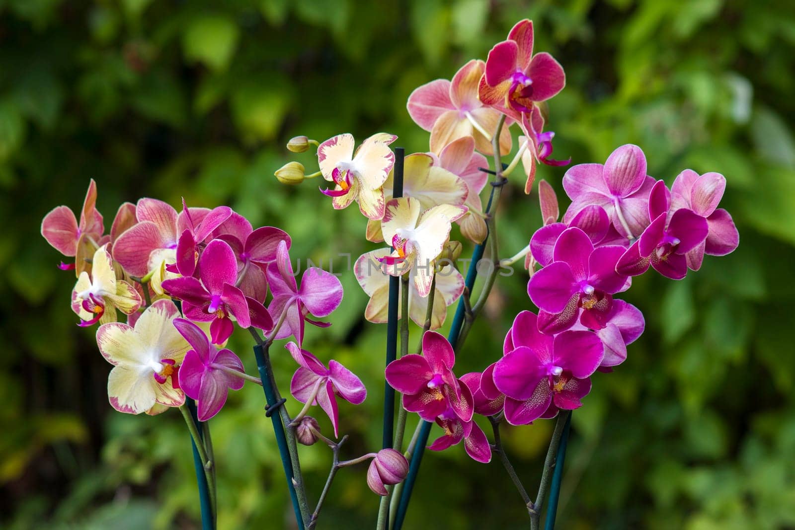 Beautiful orchid flowers - phalaenopsis