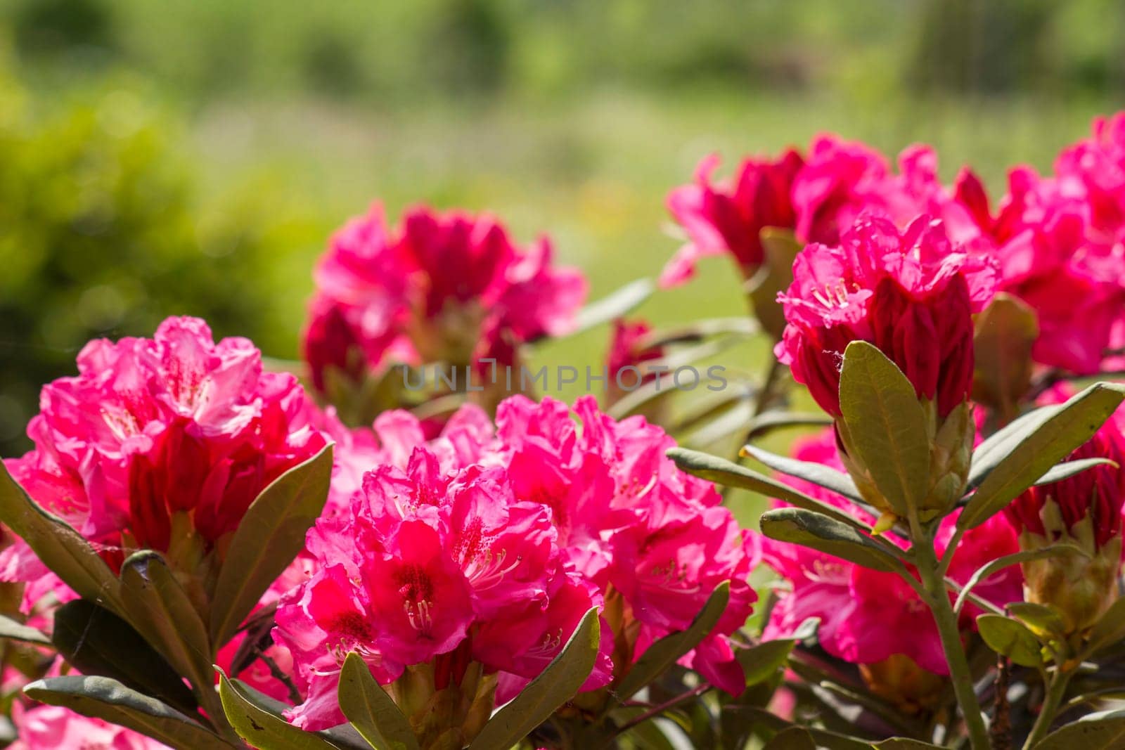 rhododendron flowers in a garden - springtime