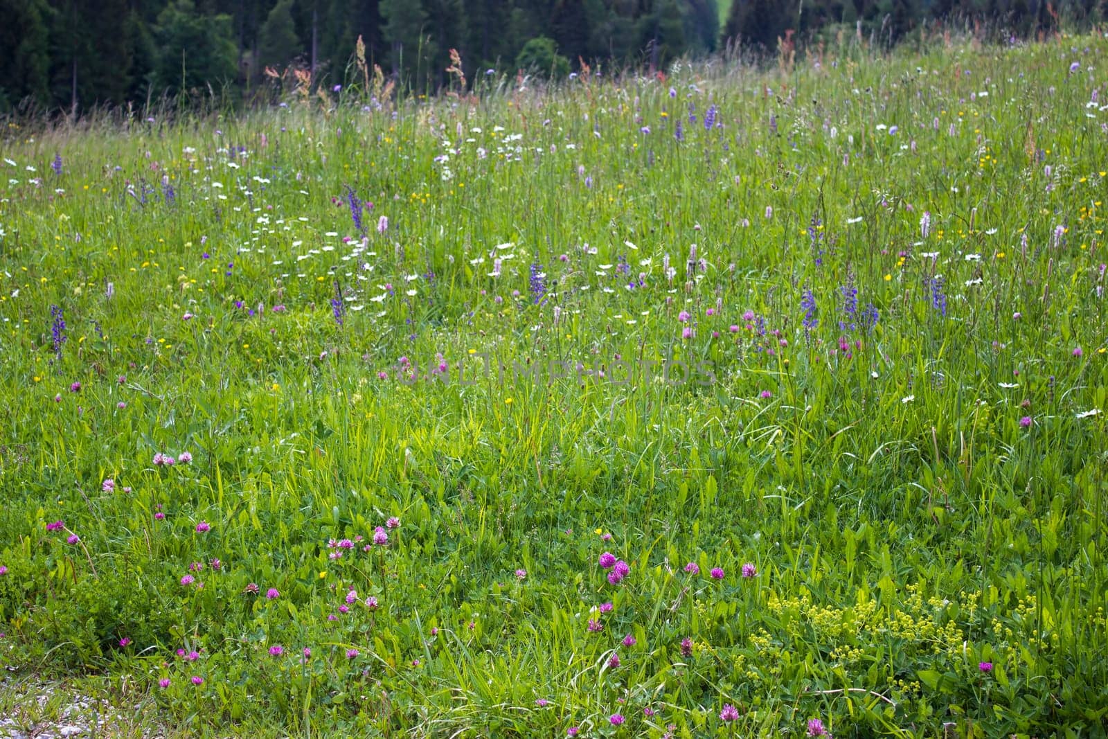 Meadow in Lienz Dolomites in Austria. East Tyrol