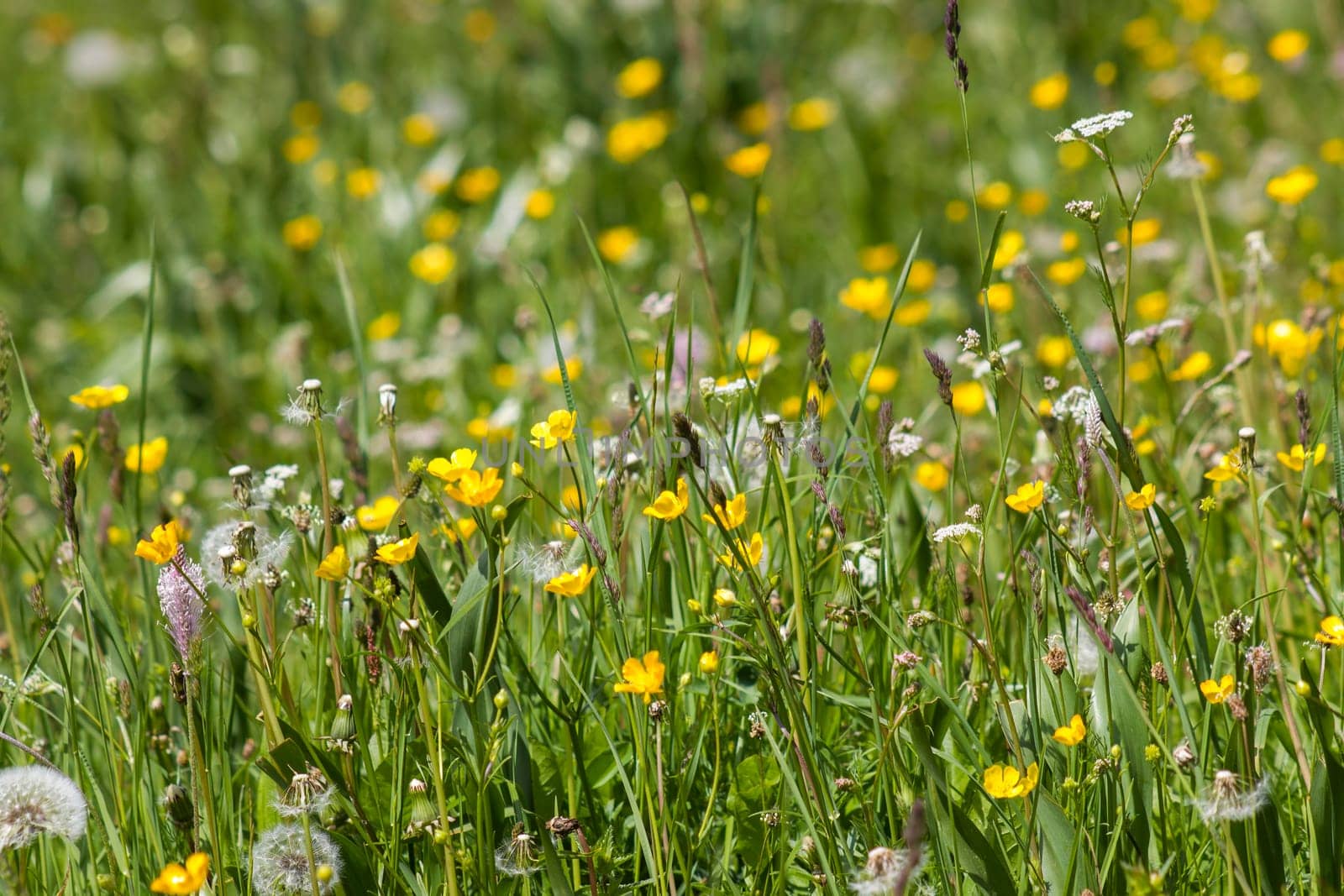 Meadow in Lienz Dolomites in Austria. East Tyrol