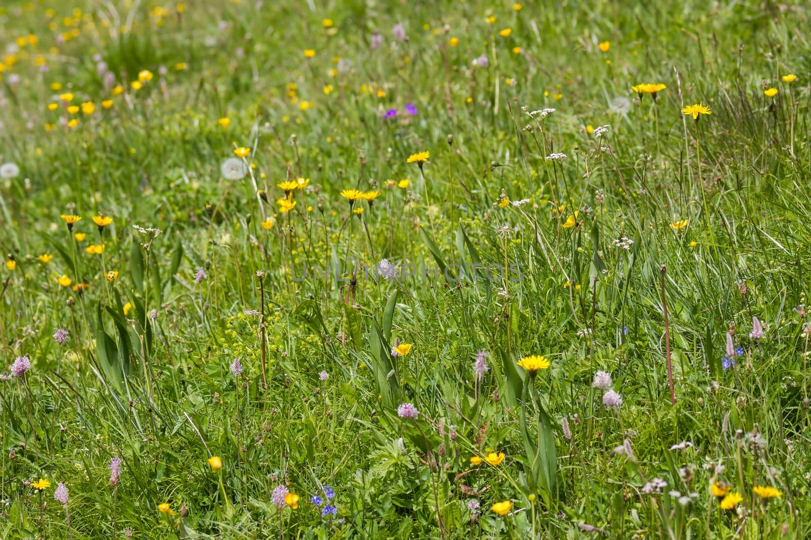 Meadow in Lienz Dolomites in Austria. East Tyrol